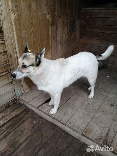 Собака Несси