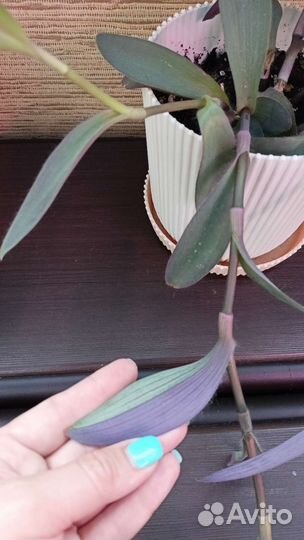 Сеткреазия пурпурная, традесканция