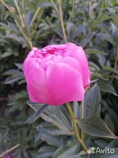 Пионы бутоны