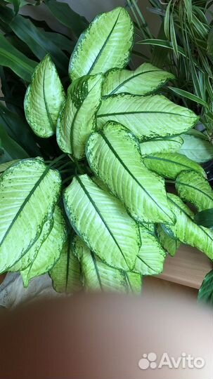 Диффенбахия камилла