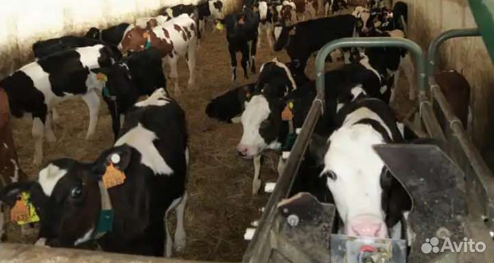 Бычки для откорма