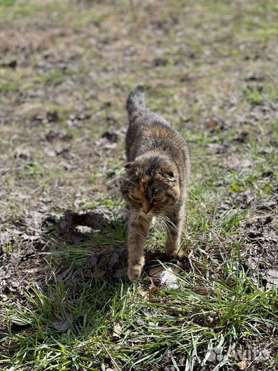 Кошка вислоухая