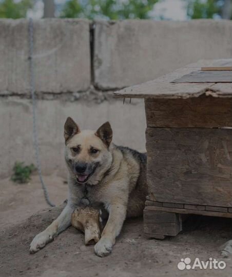 Метис овчарки в отлове. Заберите его домой