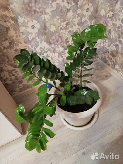 Замиокулькас