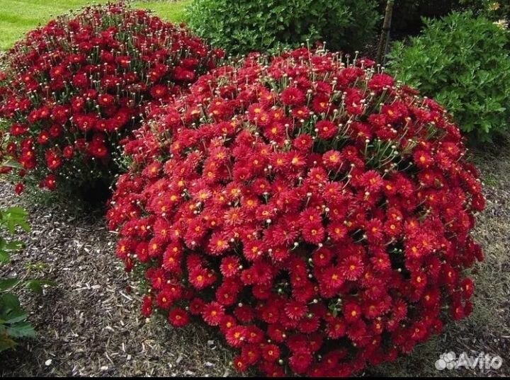 Хризантемы мультифлора красная и бардовая