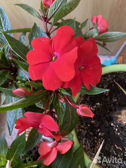 Бальзамины сортовые