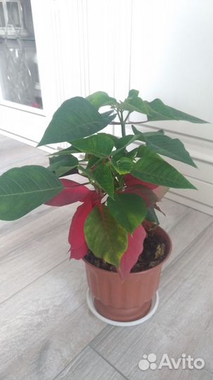 Пуансеттия