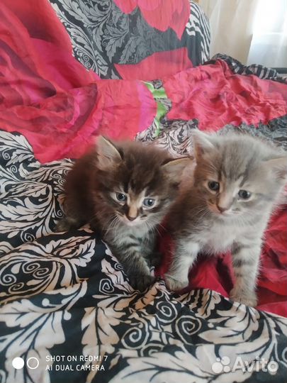 Котята