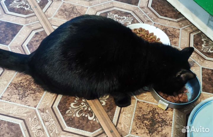 Отдам кота в добрые руки