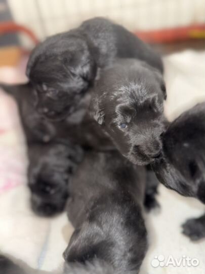 Щенки лабронемцы