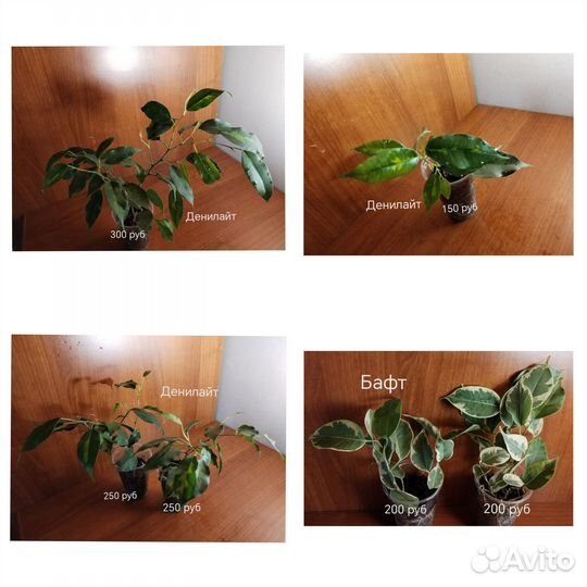 Сортовые фикусы