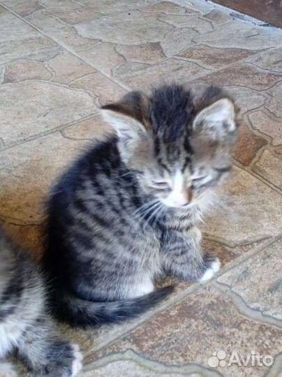 Кошечки в дар