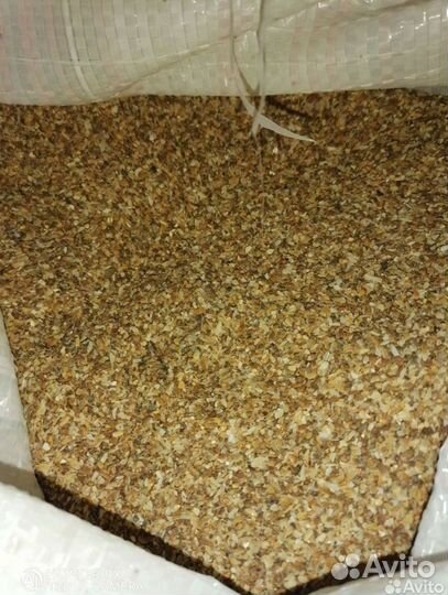 Ракушка морская кормовая