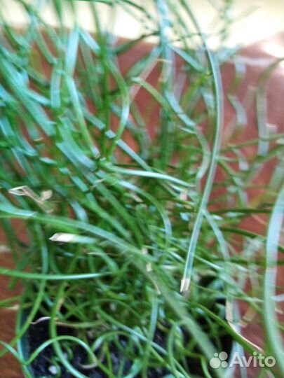 Альбука, Юнкус, Стефанотис, Монстера