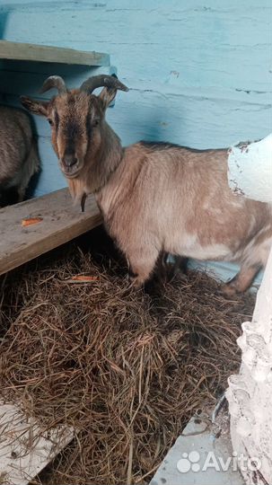 Коза камеруская