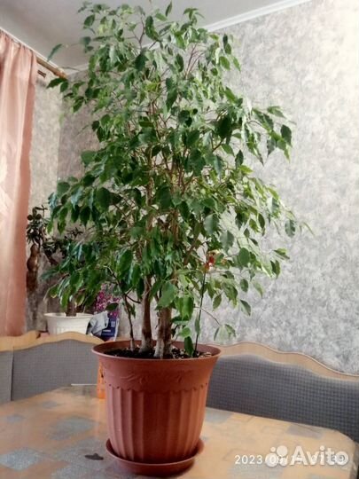 Бенджамина