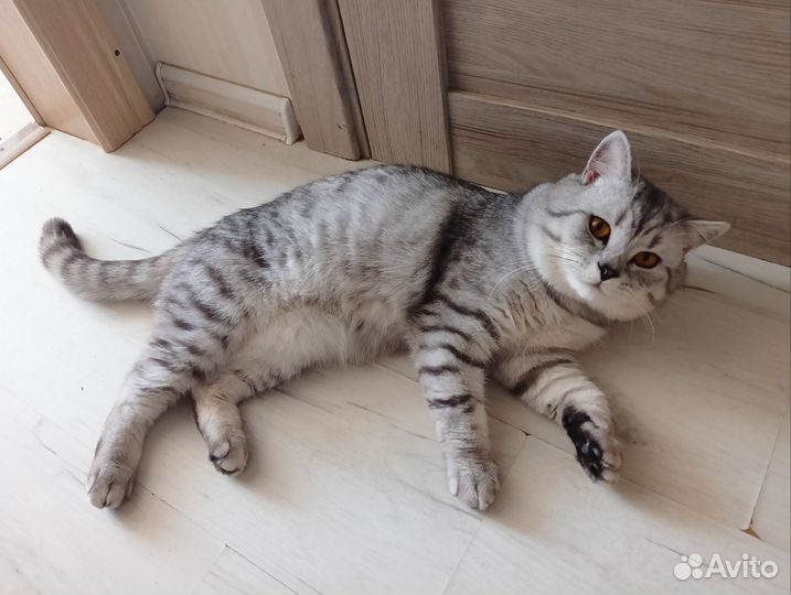 Шотландский кот вязка