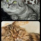 Британский короткошёрстный кот, вязка