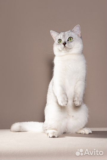 Вязка - шотландский прямоухий кот ns 11