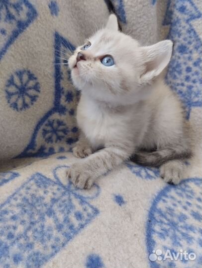 Кошка короткошерстная британская