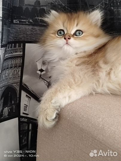 Британские котята