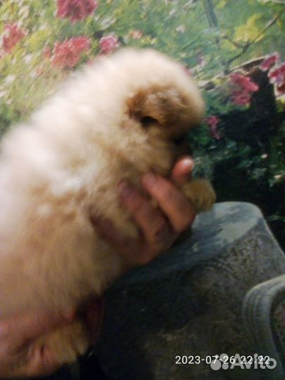 Малипуська