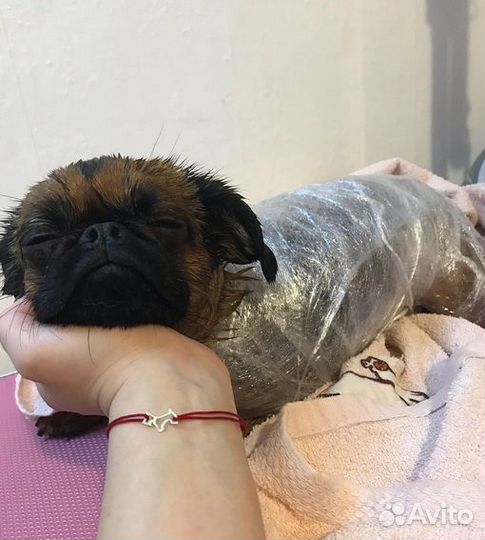 Груминг/Стрижка собак/Тримминг/уз чистка зубов