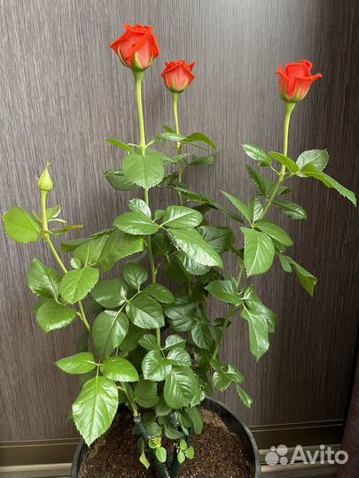 Роза спрей алегрия