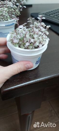 Каллизия розовая