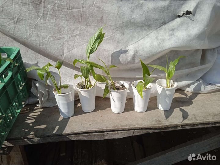 Спатифиллум (женское счастье)