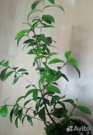 Мирт вариегатный