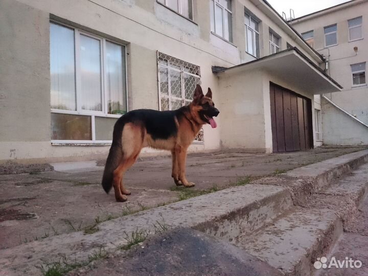 Кобель но вязка