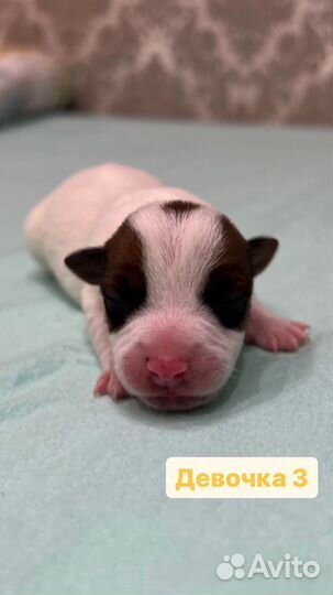 Джек Рассел терьер