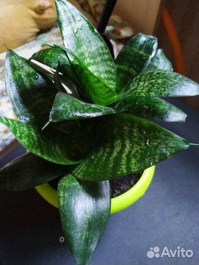 Сансевиерия с горшком