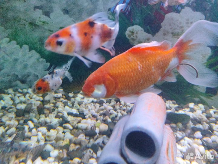 Золотая рыба комета