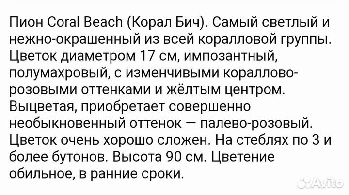 Пионы саженцы