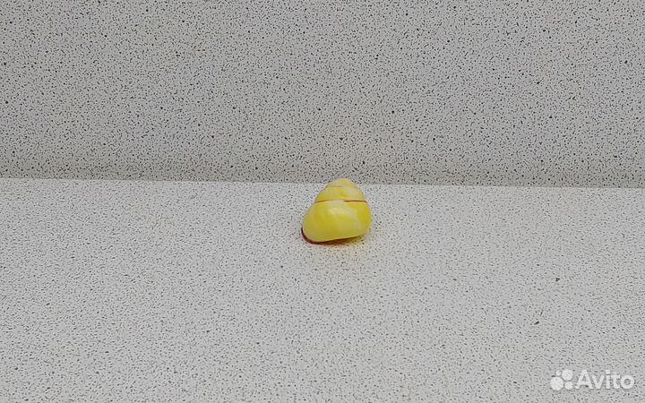 Ленд Снейл 2,10 морская ракушка раковина