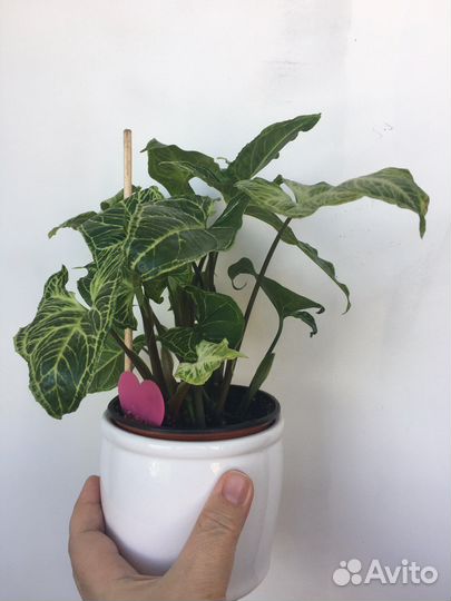 Сингониум Syngonium Golden Veination