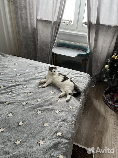 Кошка для любящих мам и пап