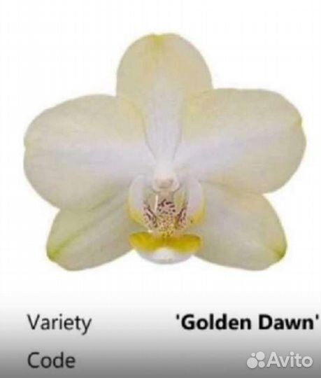 Орхидея фаленопсис 