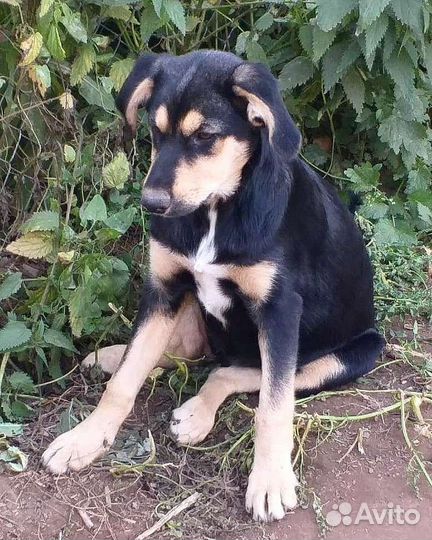 Щенок в добрые руки