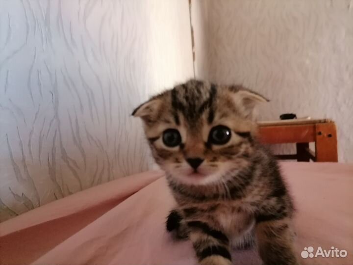 Продам вислоухого и остоухого котёнка