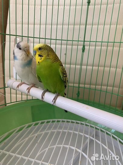 Волнистые попугаи