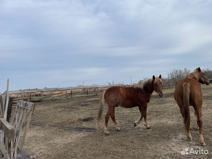 Жеребец(конь)