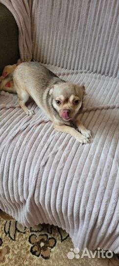 Ищет невесту