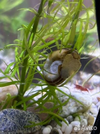 Улитка мариза 3 шт