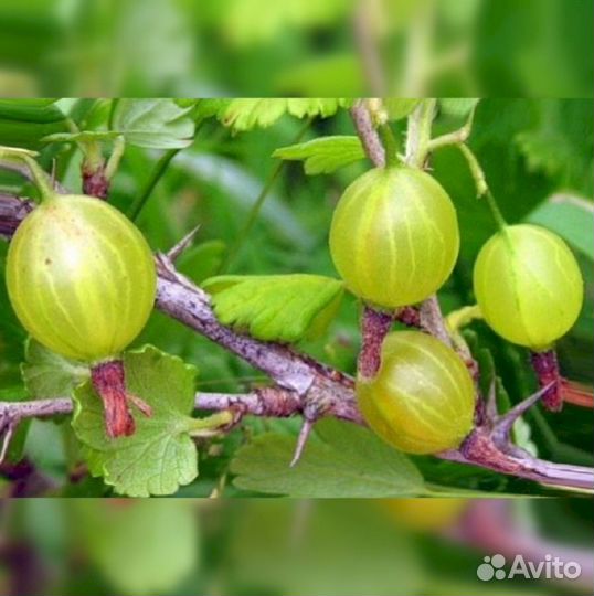 Саженцы крыжовника Пушкинский