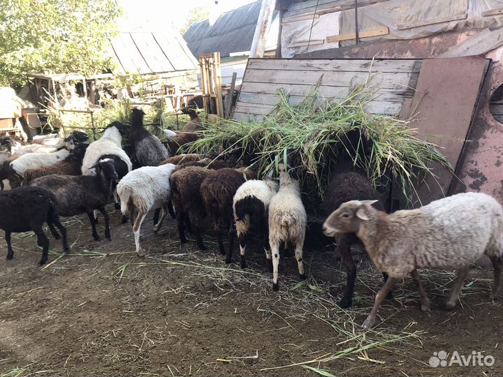 Овцы, Барашки