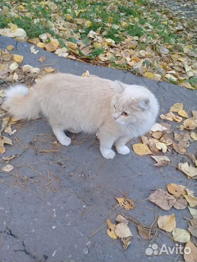 Отдам даром кошку