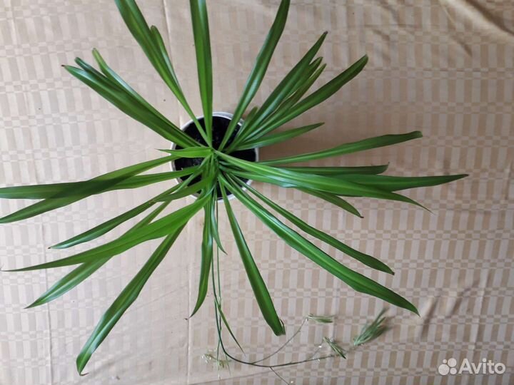 Хлорофитум